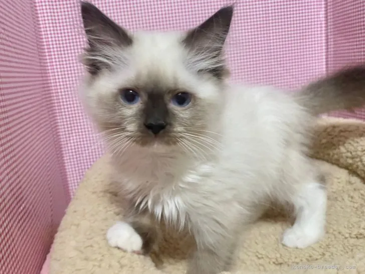ID:2111-01846の子猫
