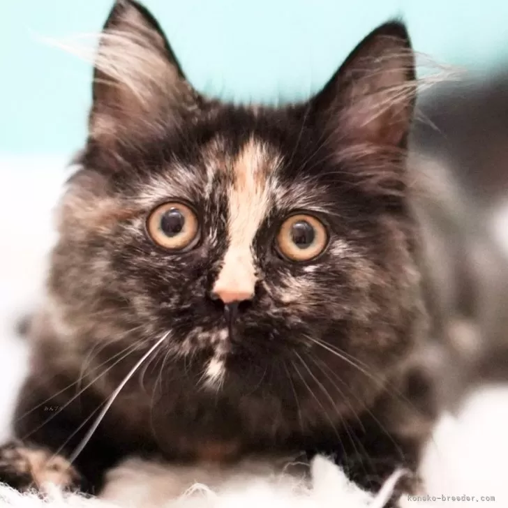 ID:2406-01758の子猫