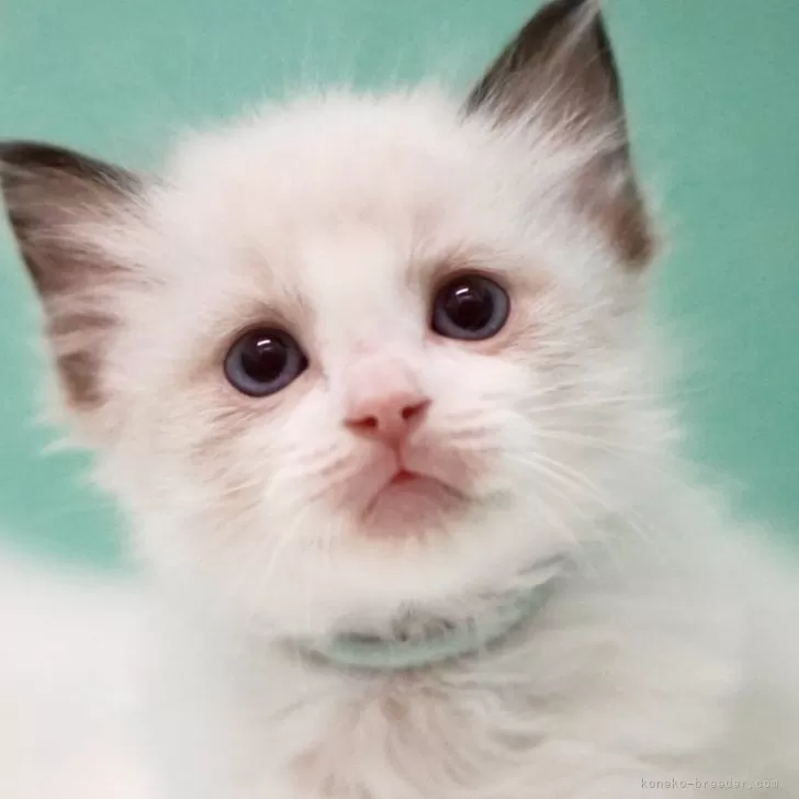 ID：2409-02151の子猫