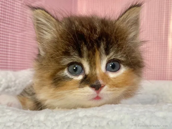 T▽A 様のお迎えした子猫