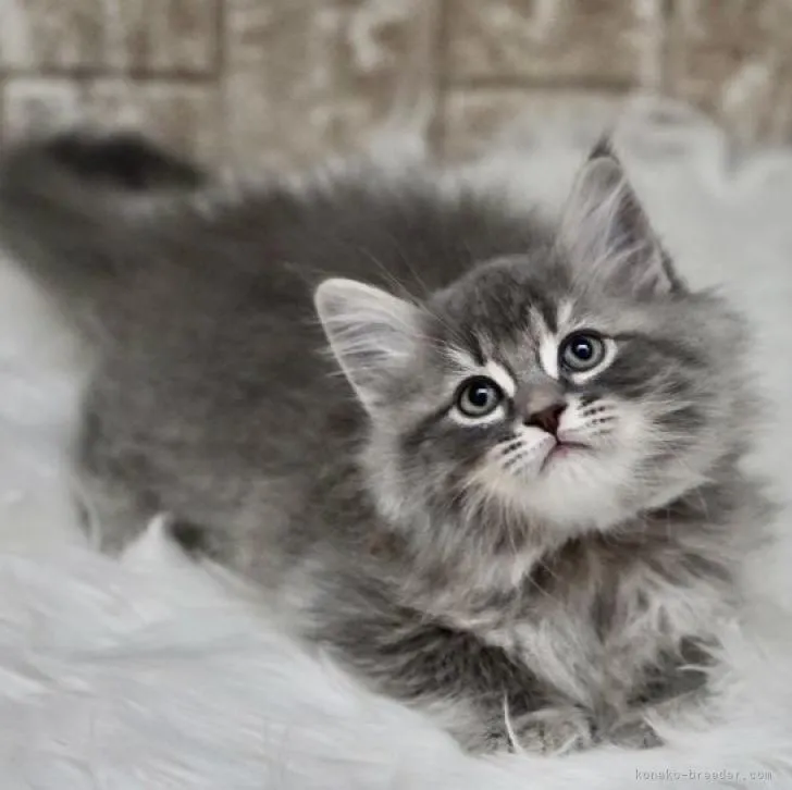 ID:2302-00029の子猫