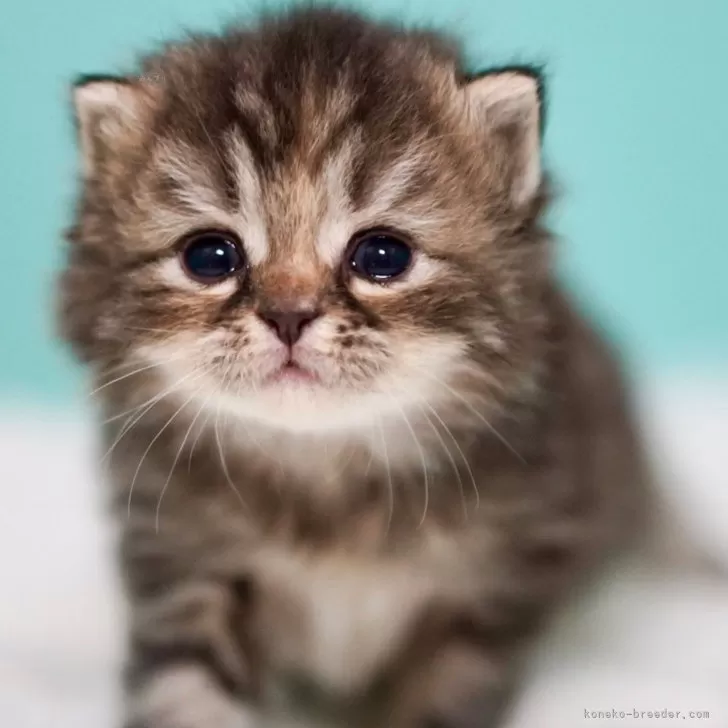 ID：2411-02844の子猫