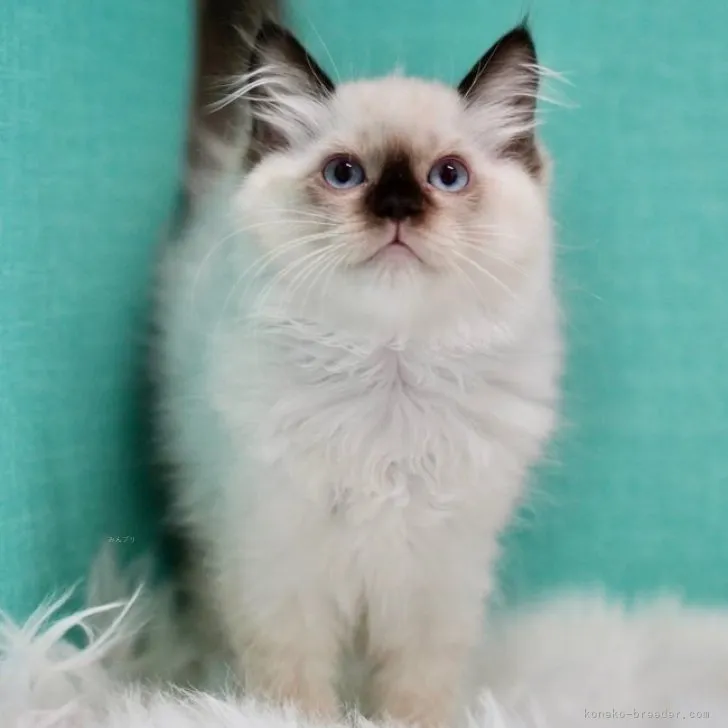 ID：2309-02384の子猫