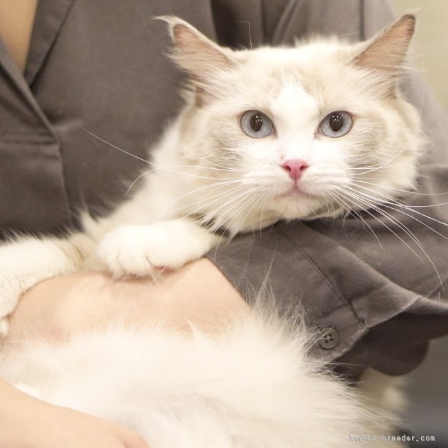 ラグドール【・女の子・2024年5月12日・ブルーポイントバイカラー】