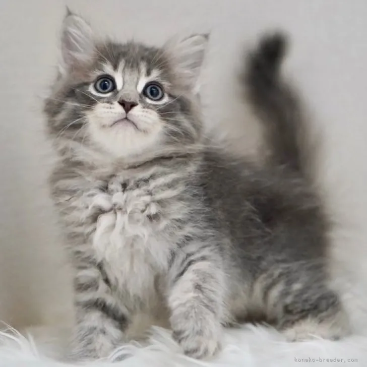 ID：2308-02745の子猫