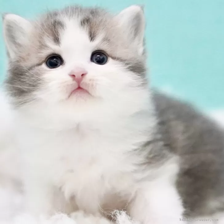 ID：2410-01899の子猫