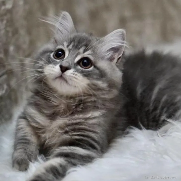 ID：2210-01598の子猫