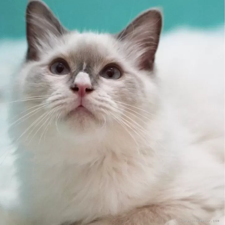 ID：2405-00572の子猫