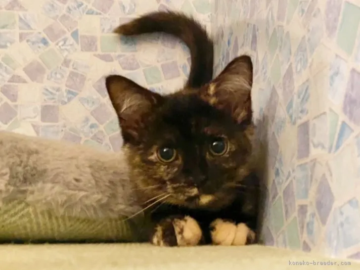 ID：2107-00895の子猫