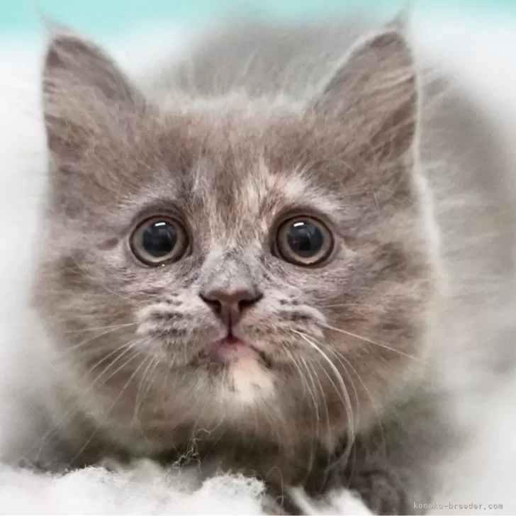 ID:2408-02120の子猫