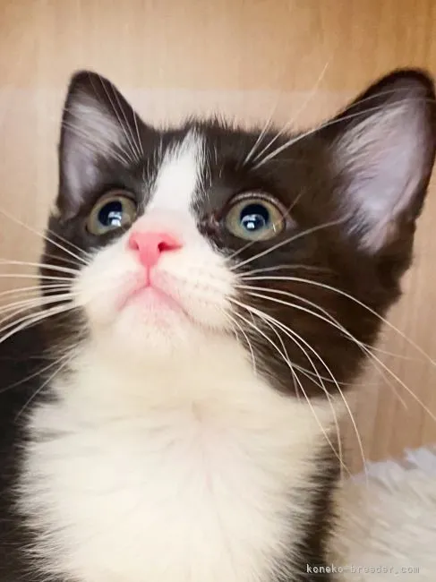 ID：2107-01483の子猫