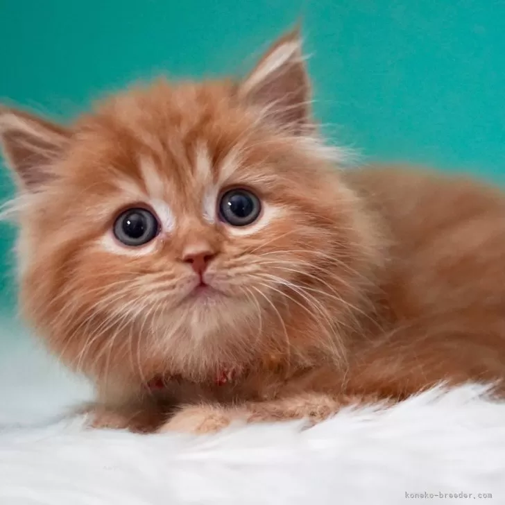 ID:2402-02354の子猫