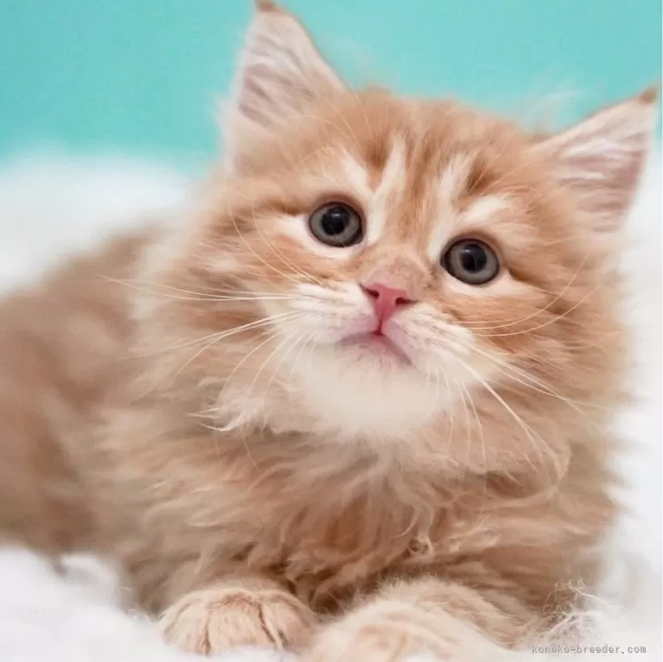 ID：2410-01212の子猫