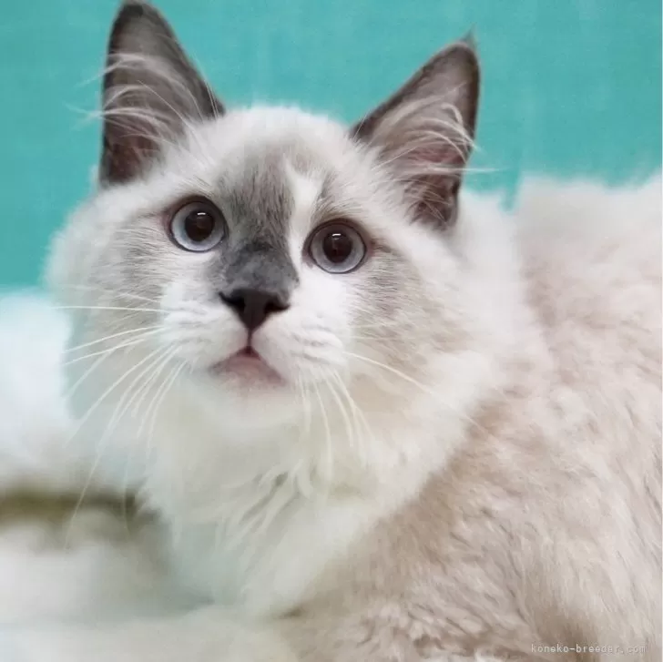 ID：2405-02996の子猫