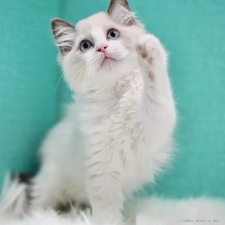 ID：2309-02370の子猫