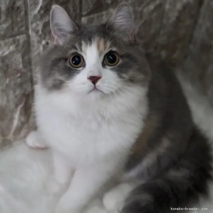 ID：2205-02116の子猫