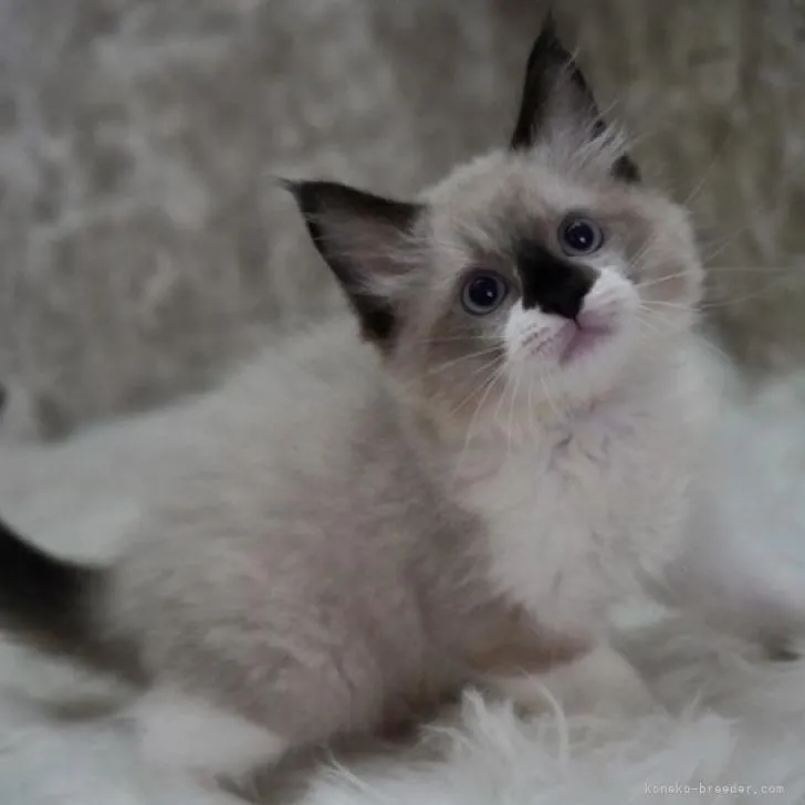 ID:2208-02023の子猫