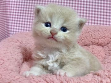 サイベリアン【東京都・男の子・2021年10月10日・クリームタビー&ホワイト】の写真「お母さん猫似のクリームカラーが可愛い❤️」