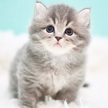 サイベリアン【東京都・男の子・2024年9月22日・ブルータビー】の写真「親猫全頭/遺伝子検査『5項目クリア』親猫面会🆗」