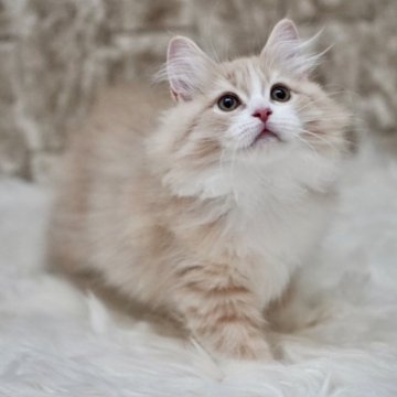 サイベリアン【東京都・女の子・2022年12月27日・クリーム&ホワイト】の写真「綺麗なクリームカラーの女の子💕💕」