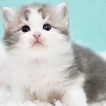 サイベリアン【東京都・男の子・2024年9月27日・ブルークリーム&ホワイト】の写真「親猫全頭/遺伝子検査『5項目クリア』親猫面会🆗」