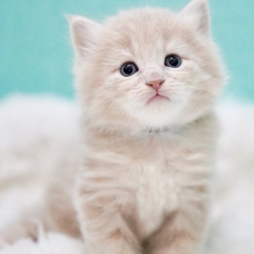 サイベリアン【東京都・男の子・2024年9月27日・クリームタビー】の写真「親猫全頭/遺伝子検査『5項目クリア』親猫面会🆗」