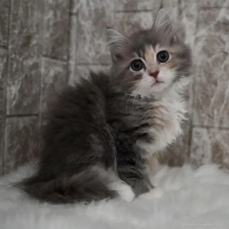ID:2206-00424の子猫