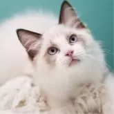 ラグドール【東京都・男の子・2024年8月29日・シールポイントバイカラー】の写真2