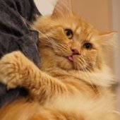 サイベリアン【・男の子・2021年10月10日・レッドタビー】