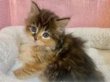 サイベリアン【東京都・女の子・2021年10月10日・キャリコ】の写真2「撮影日:11月16日」