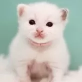 ラグドール【東京都・女の子・2024年11月15日・トーティーポイントバイカラー】の写真3