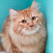 サイベリアン【・男の子・2021年10月10日・レッドタビー】