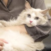 ラグドール【・女の子・2024年5月12日・ブルーポイントバイカラー】