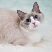 ラグドール【・女の子・2022年6月8日・ブルーポイントバイカラー】