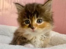 サイベリアン【東京都・女の子・2021年10月10日・キャリコ】の写真3「撮影日:11月16日」