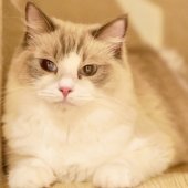 ラグドール【・女の子・2023年2月4日・ブルーポイントバイカラー】