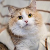 サイベリアン【・女の子・2023年2月10日・ダイリュートキャリコ】