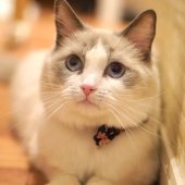 ラグドール【・女の子・2022年11月1日・ブルーポイントバイカラー】