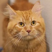 サイベリアン【・男の子・2021年10月10日・レッドタビー】