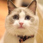 ラグドール【・女の子・2022年11月1日・ブルーポイントバイカラー】