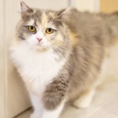 サイベリアン【・女の子・2024年11月6日・ダイリュートキャリコ】