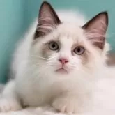 ラグドール【東京都・男の子・2024年8月29日・シールポイントバイカラー】の写真5