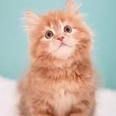 サイベリアン【東京都・男の子・2025年4月16日・レッドタビー&ホワイト】の写真10