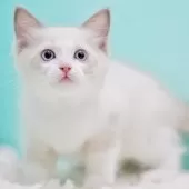 ラグドール【東京都・男の子・2025年9月22日・ブルーポイントバイカラー】の写真10