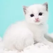 ラグドール【東京都・男の子・2025年10月4日・ブルーポイントバイカラー】の写真10