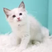 ラグドール【東京都・女の子・2025年9月26日・ブルーポイントバイカラー】の写真10