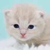 サイベリアン【東京都・男の子・2025年10月18日・クリームタビー&ホワイト】の写真10