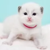 ラグドール【東京都・女の子・2026年2月14日・ブルーポイントバイカラー】の写真10