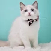 ラグドール【東京都・女の子・2025年9月22日・ブルーポイントバイカラー】の写真10