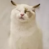 ラグドール【東京都・男の子・2025年2月15日・シールポイントバイカラー】の写真5